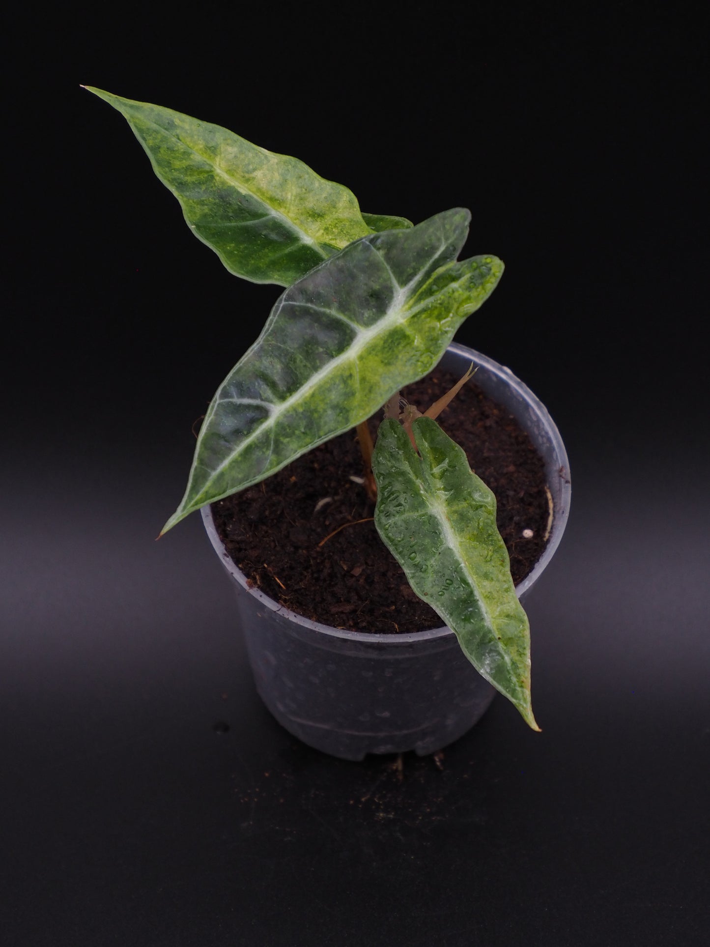 Alocasia Polly Splash
