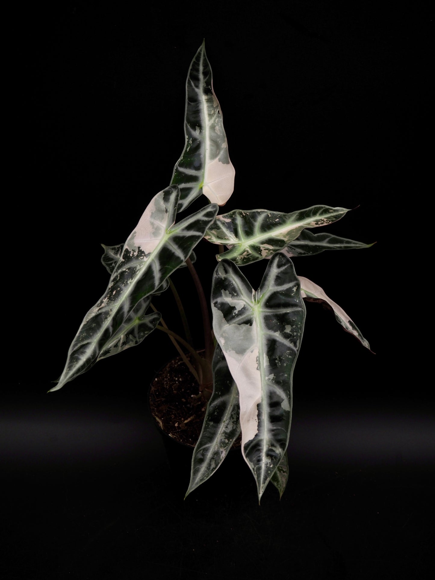 Alocasia Bambino Pink Variegata