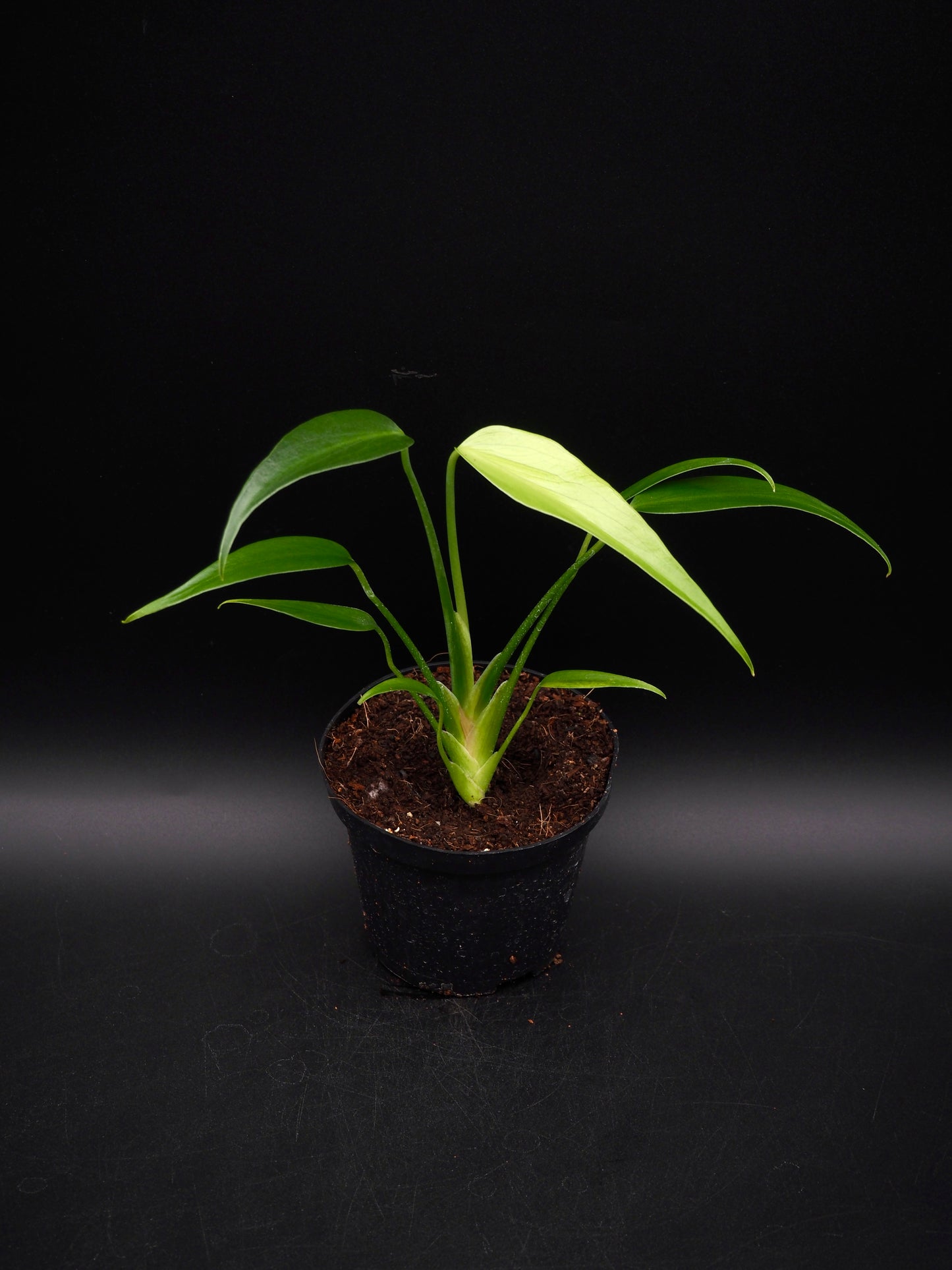 Monstera Burle Marx Flame