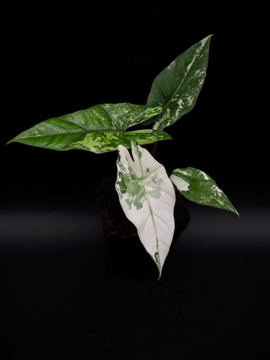 Alocasia Simpo Albo