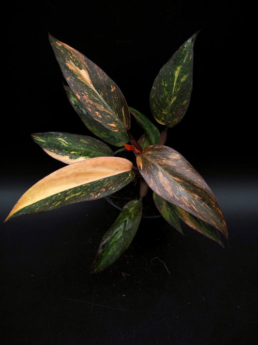 Philodendron Orange Princess Galaxy
