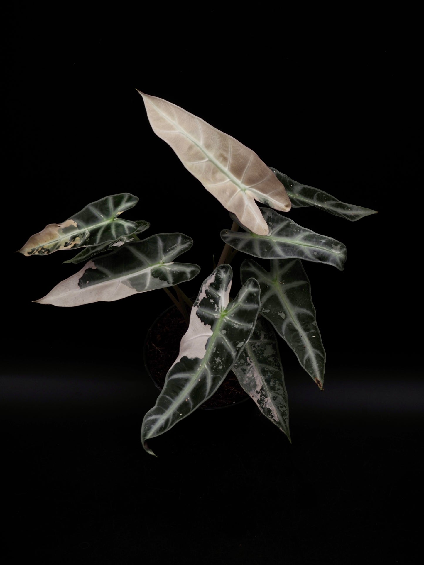 Alocasia Bambino Pink XXL