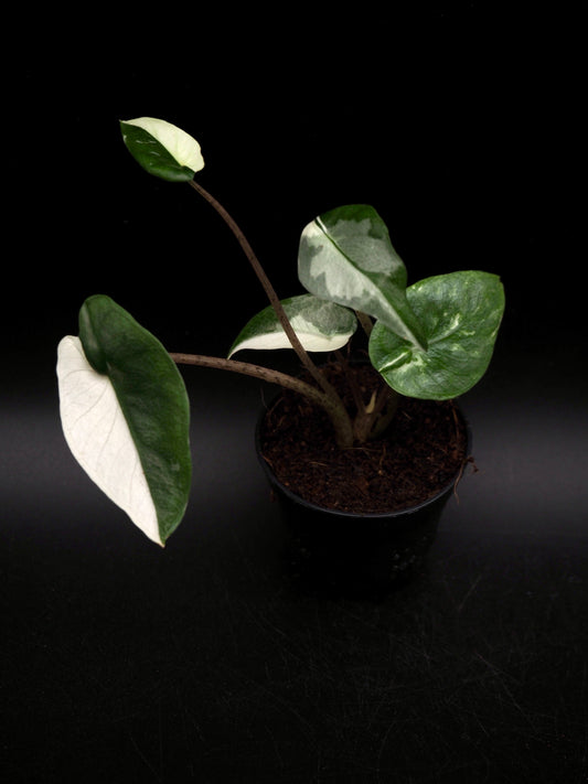 Alocasia Heterophylla Metallic Blue Albo Variegata