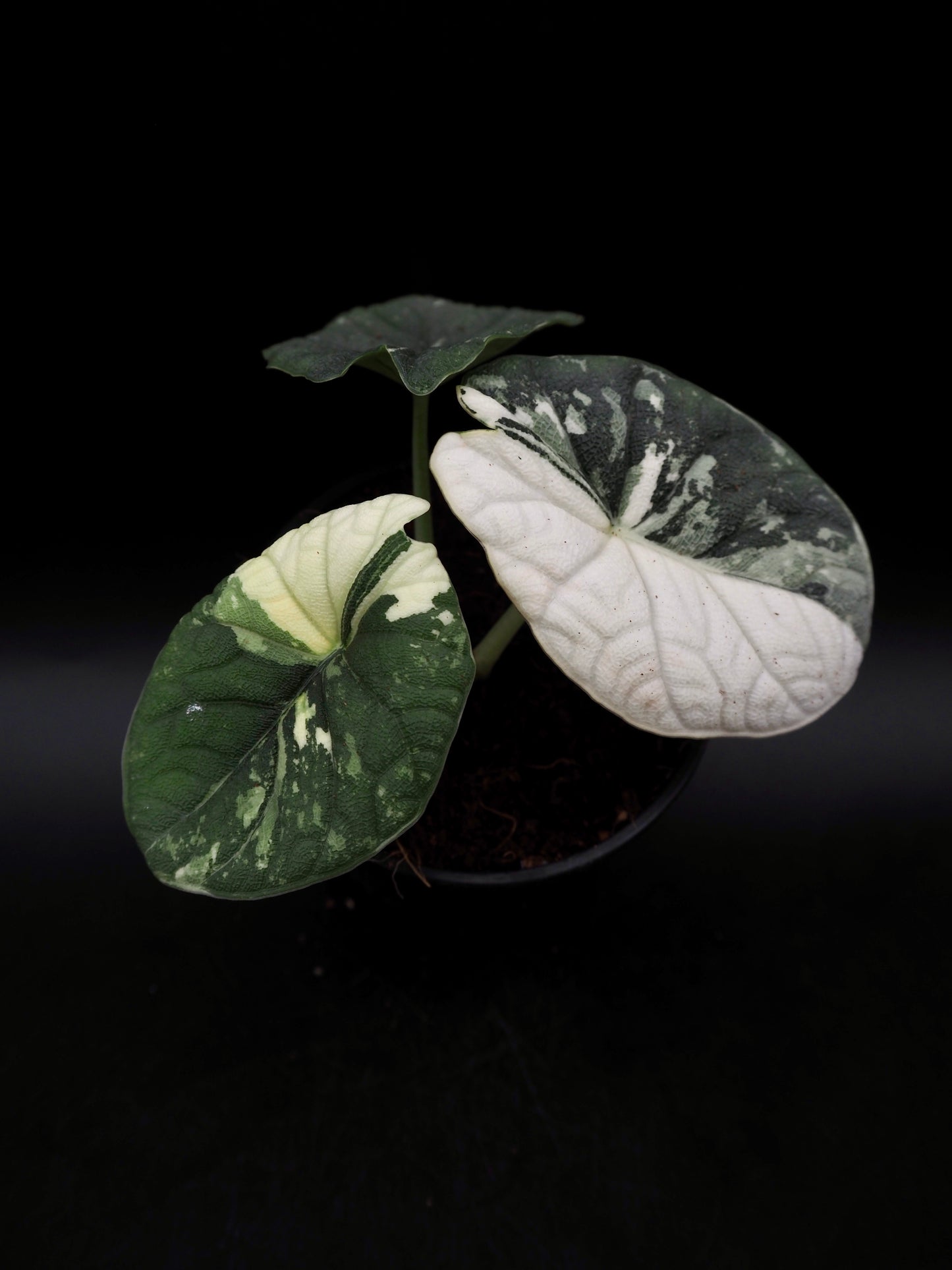 Alocasia Melo Albo