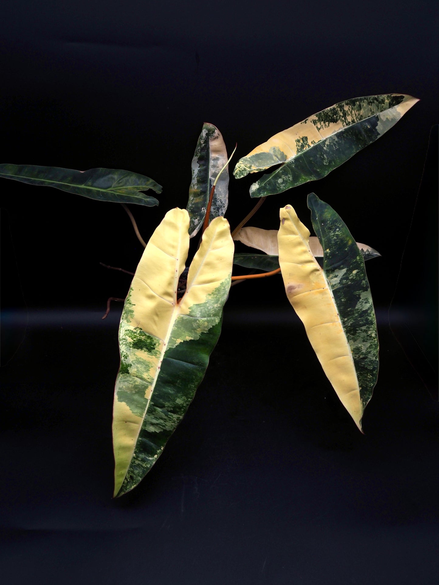 Philodendron Billietiae Variegata