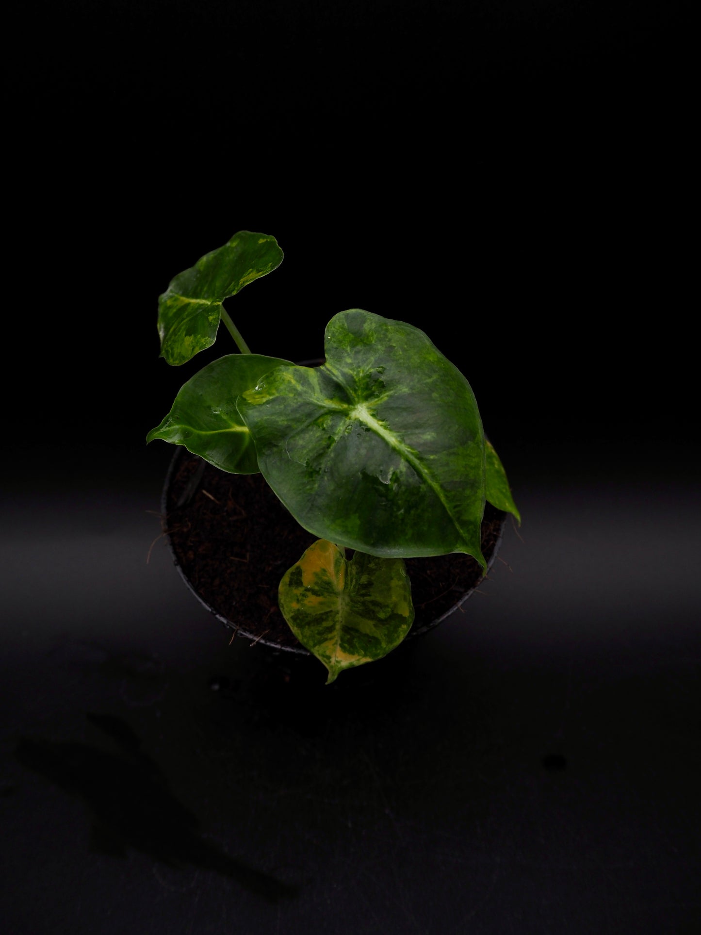 Alocasia Frydek Dorayaki