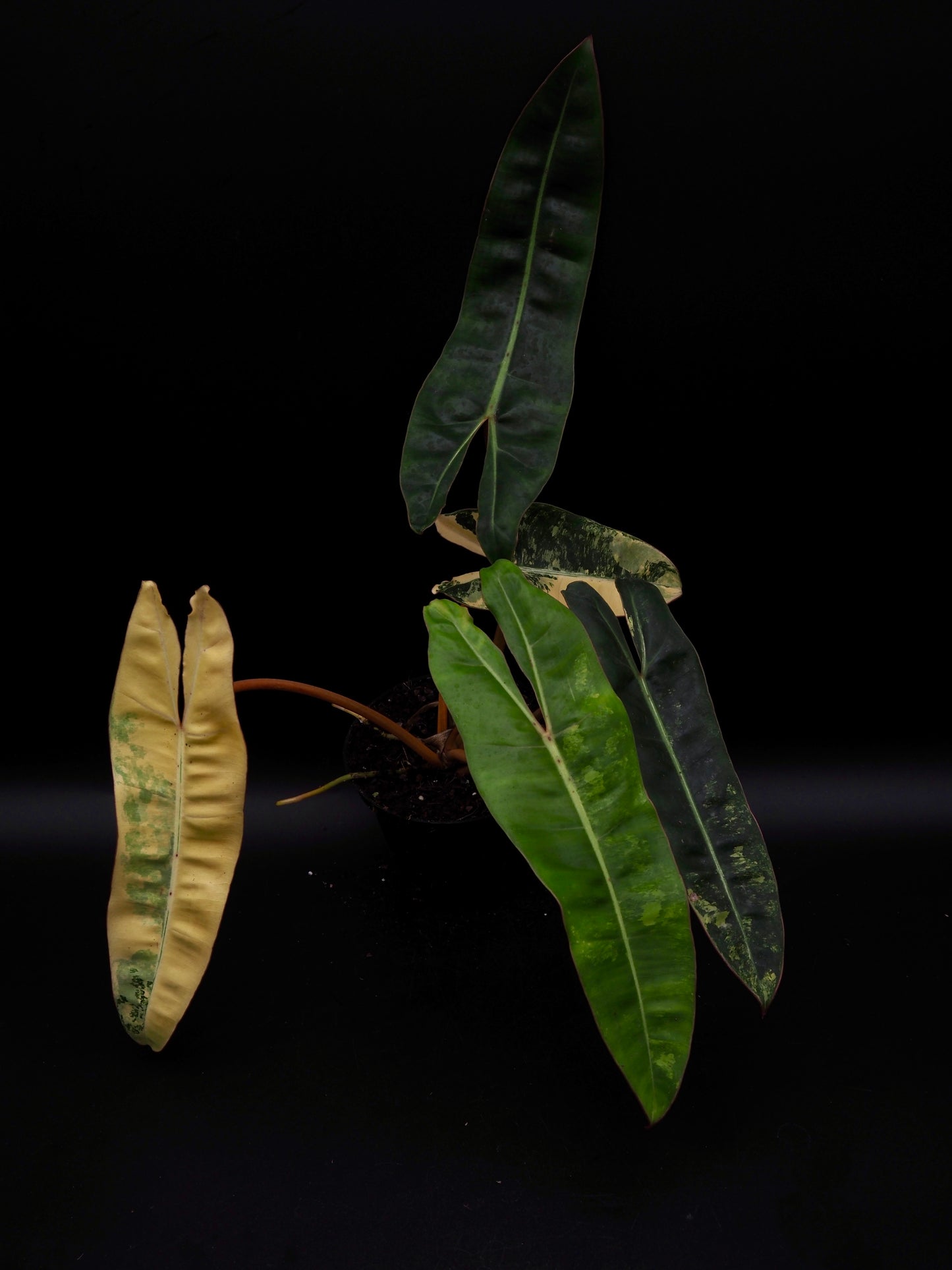 Philodendron Billietiae Variegata