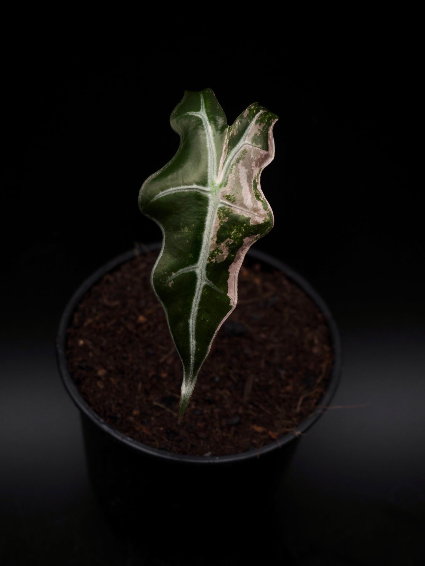 Alocasia Nobilis Pink