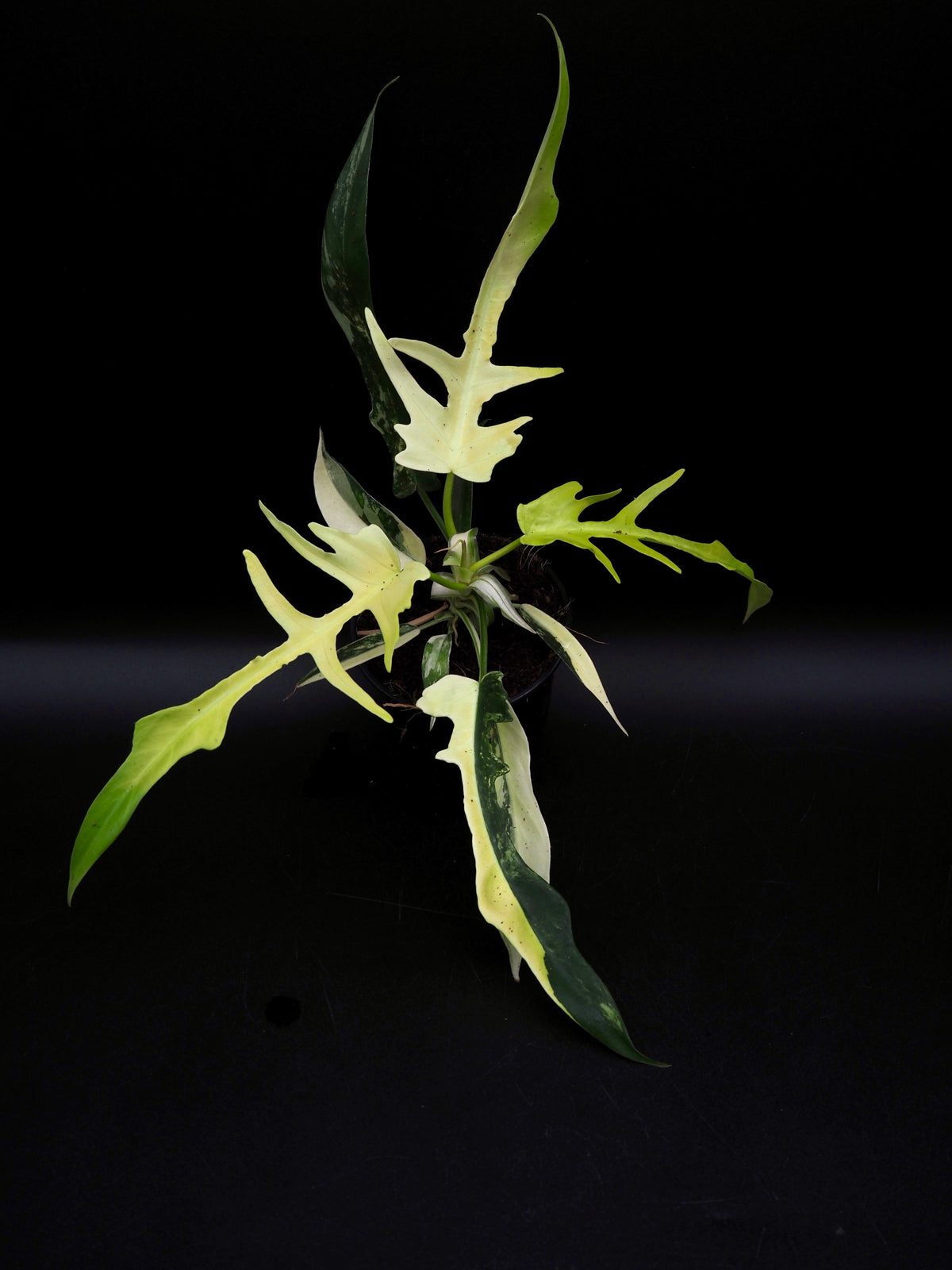 Philodendron Florida Beauty X Tortum Aurea Variegata