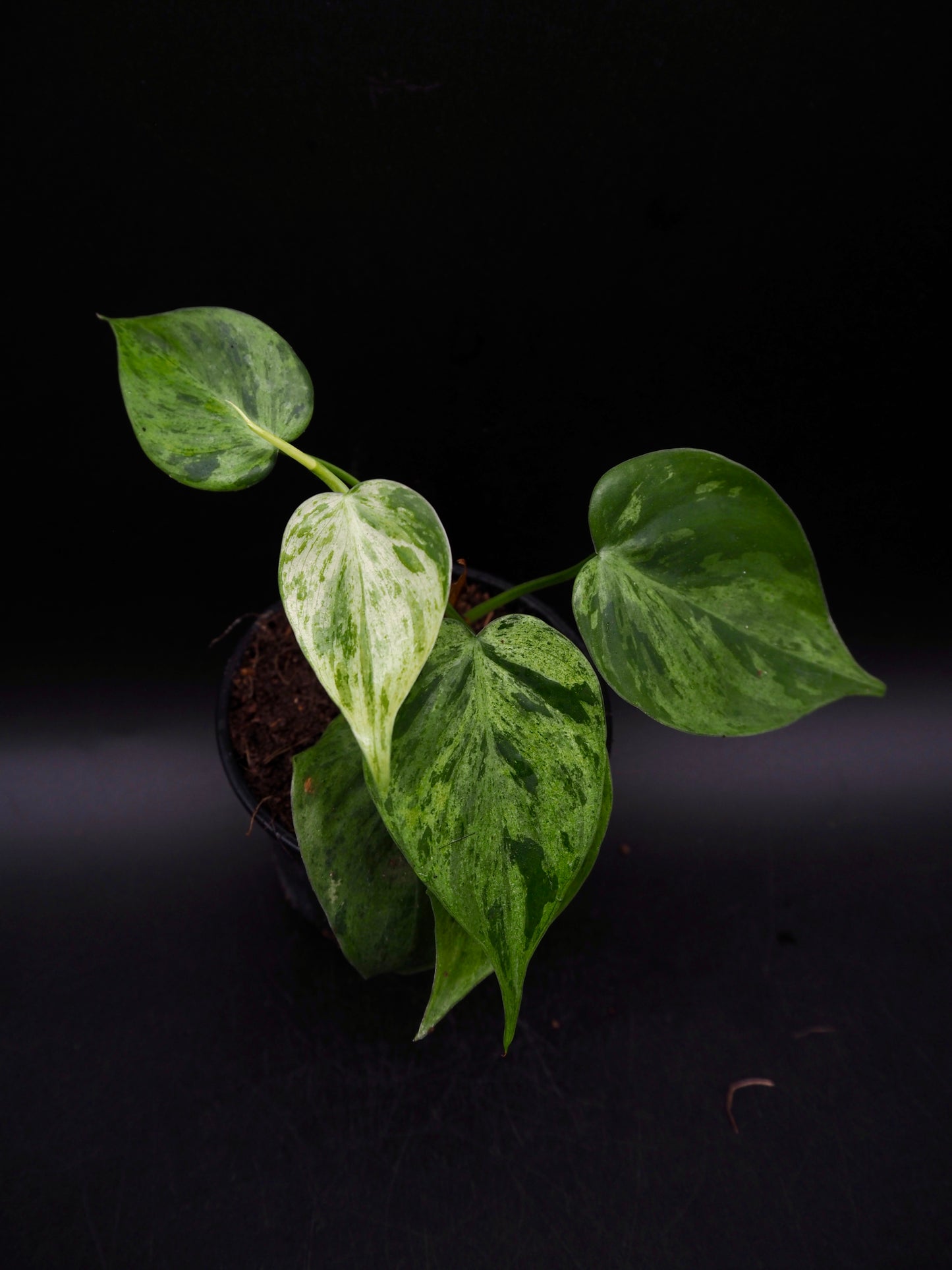 Philodendron Hederaceum Oxycardium Variegata