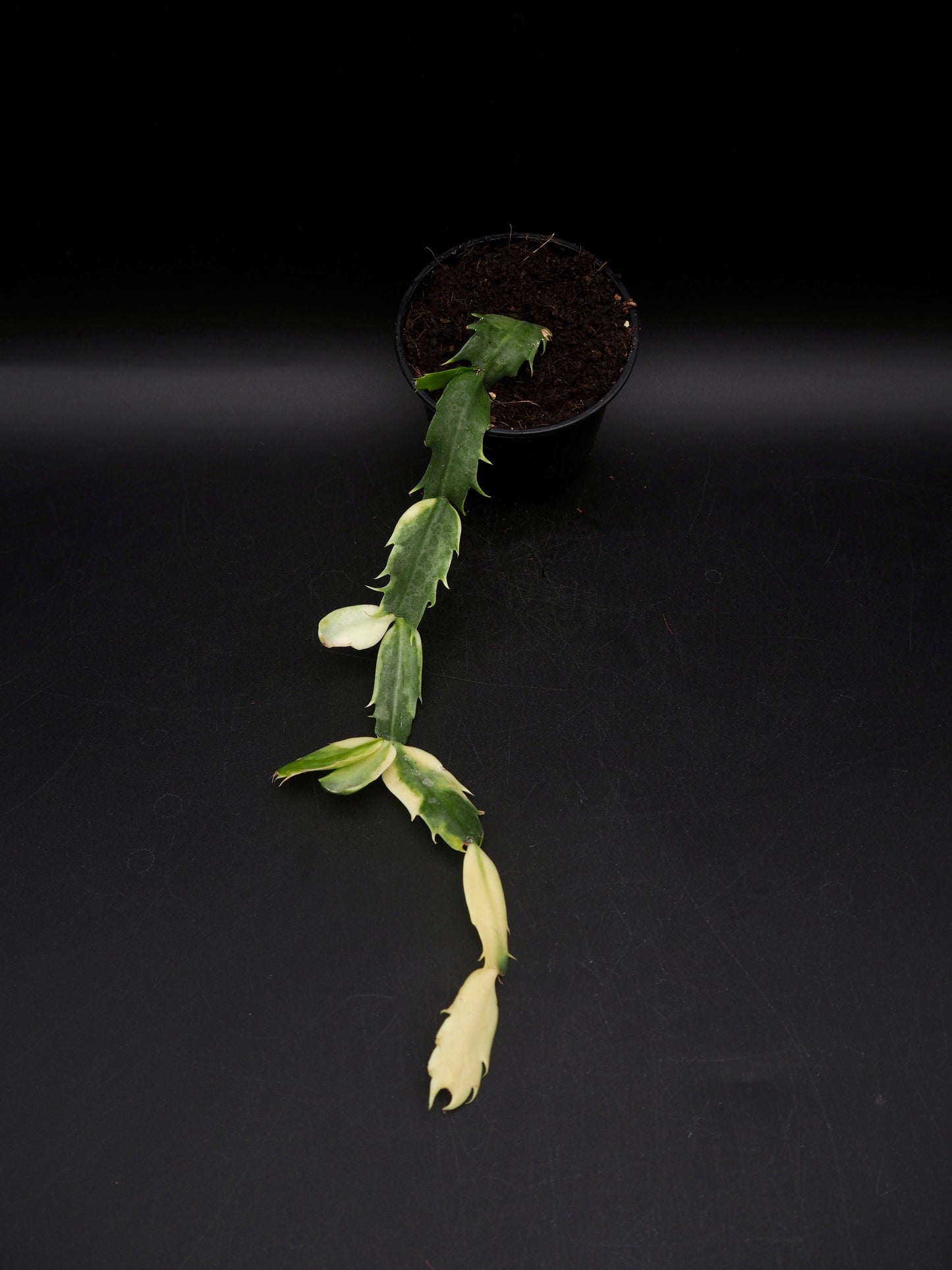 Weihnachtskaktus Variegata