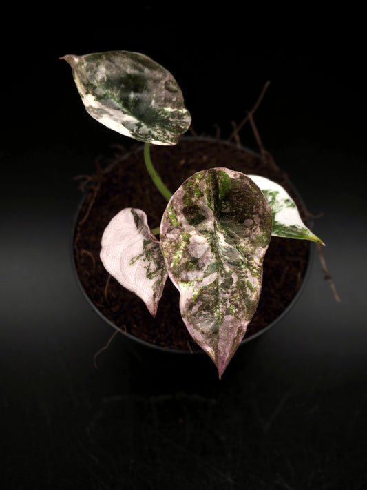Alocasia Cuprea Red Secret Pink