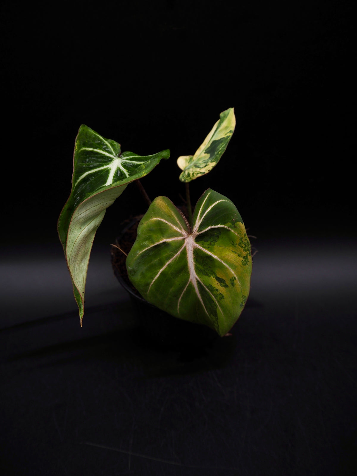 Philodendron Gloriosum Aurea