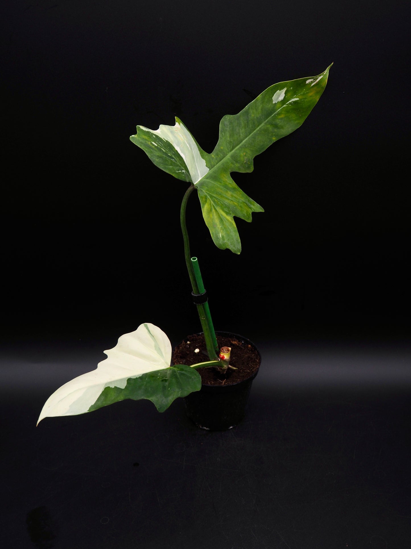 Philodendron Golden Dragon Variegata