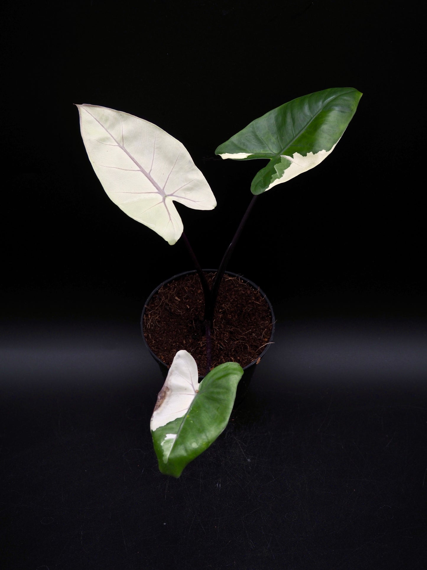 Alocasia Macrorrhiza Black Stem Variegata