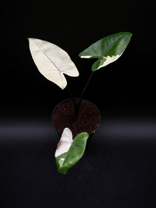 Alocasia Macrorrhiza Black Stem Variegata