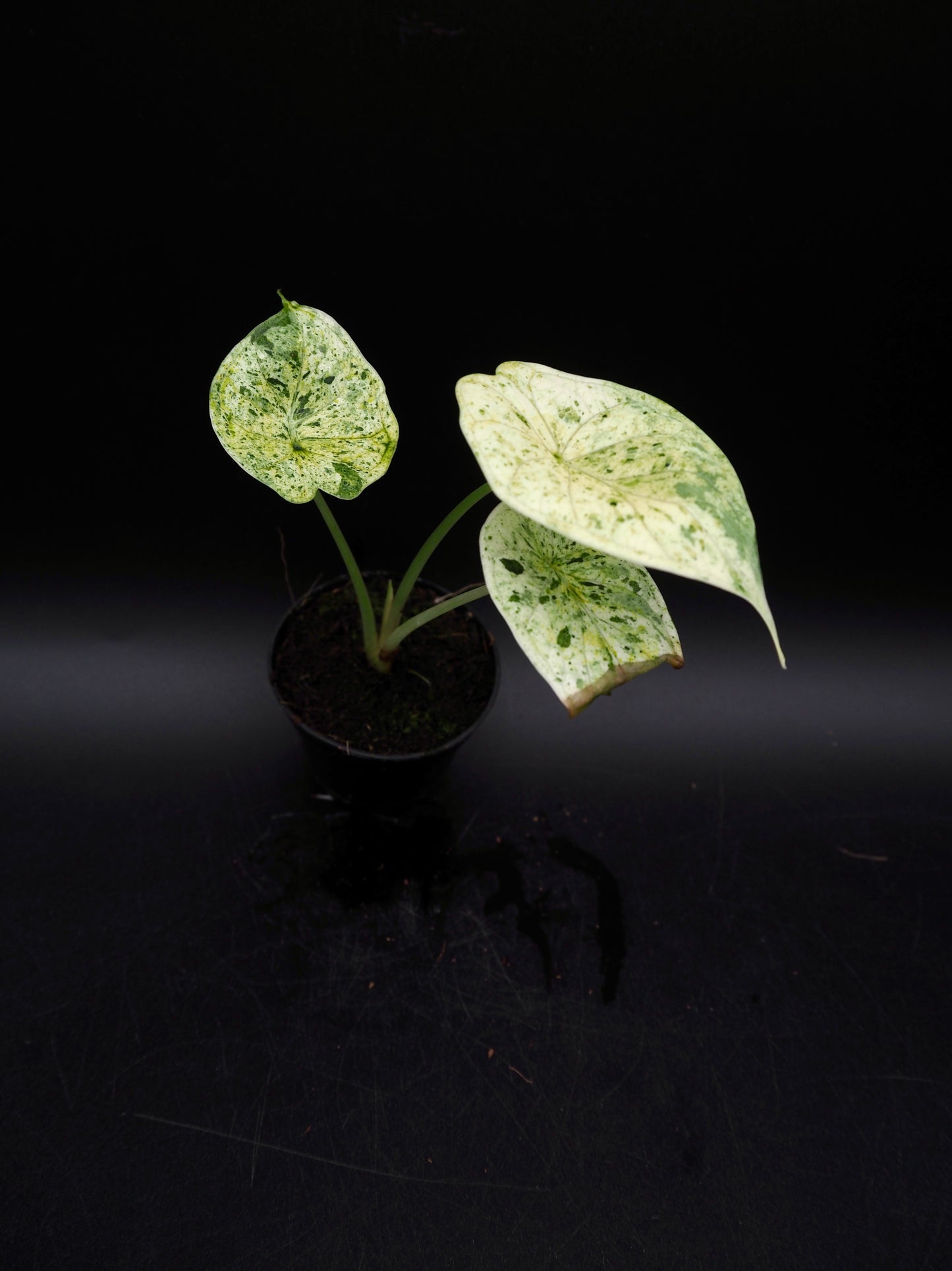 Alocasia Dragon Scale Mint Variegata