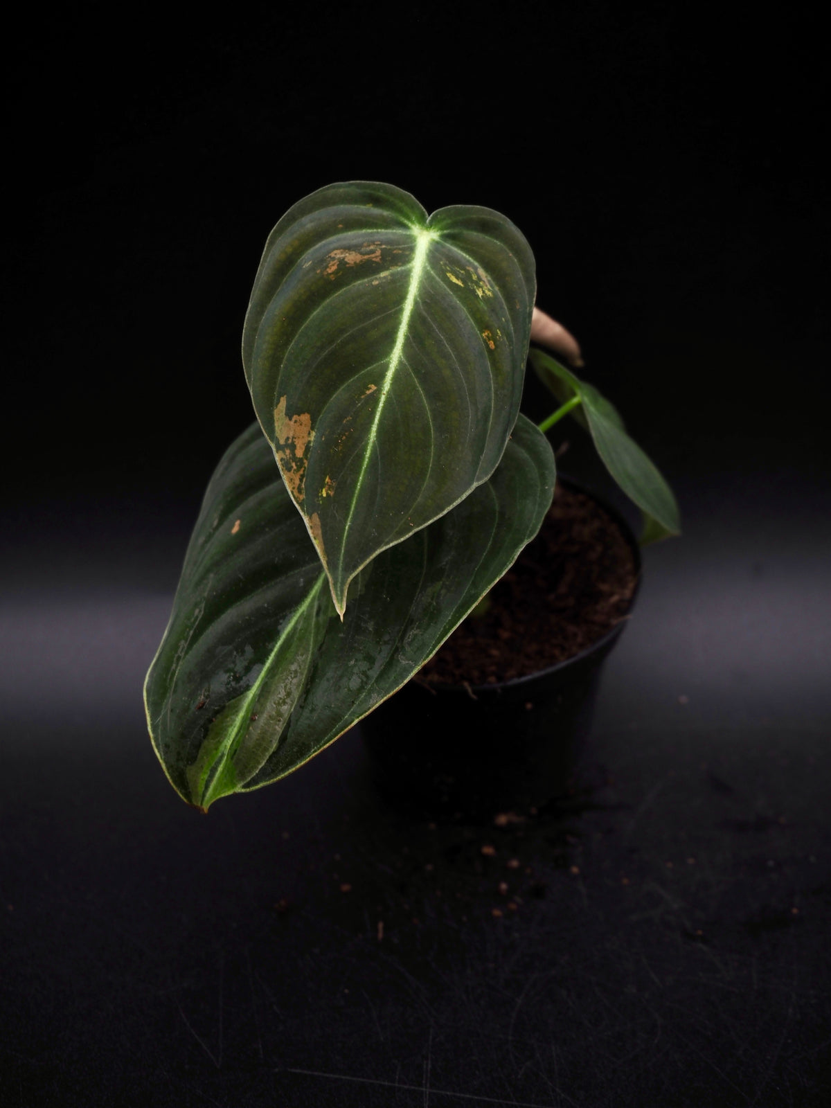 Philodendron Melanochrysum Variegata