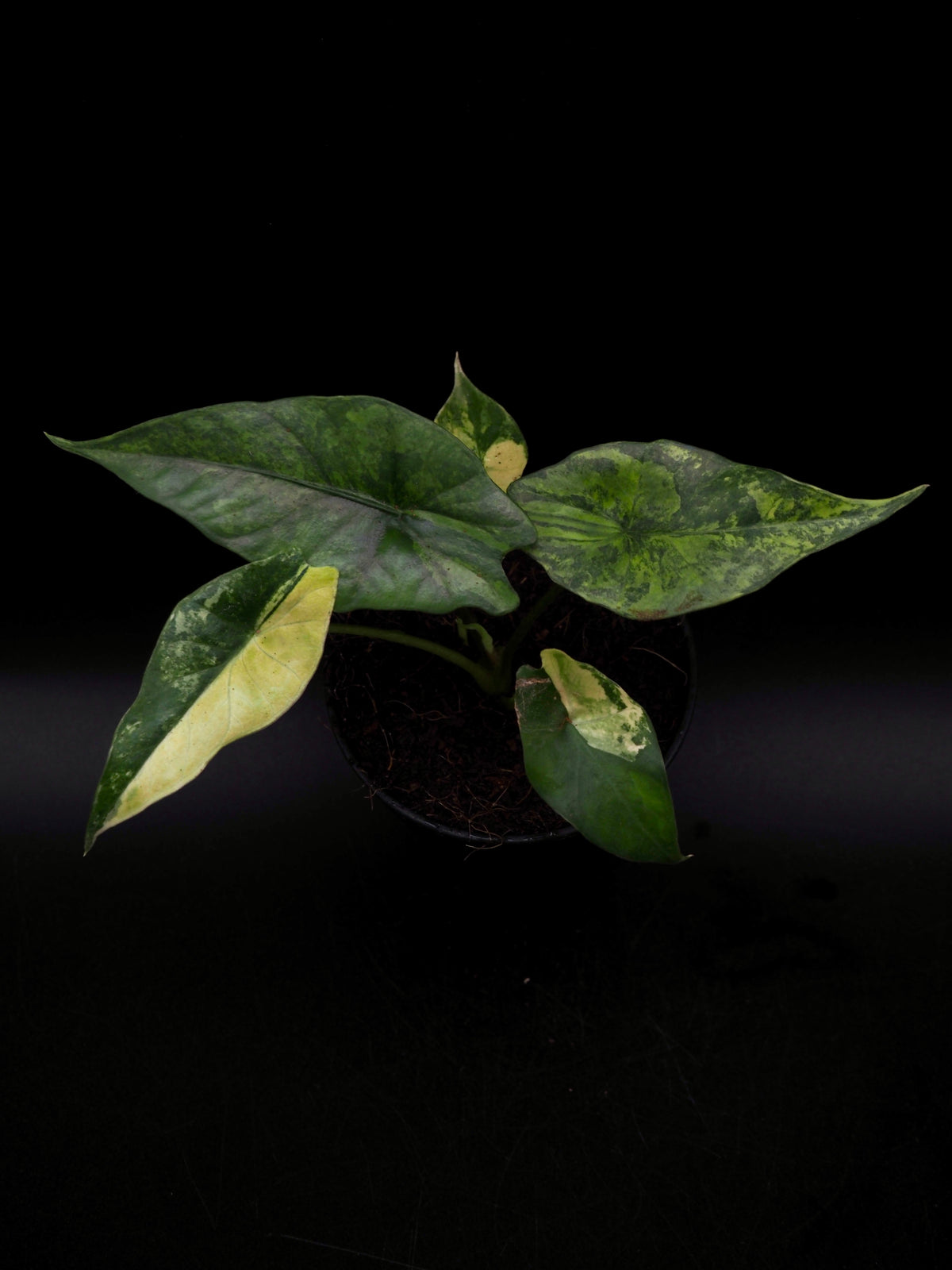 Alocasia Simpo Aurea