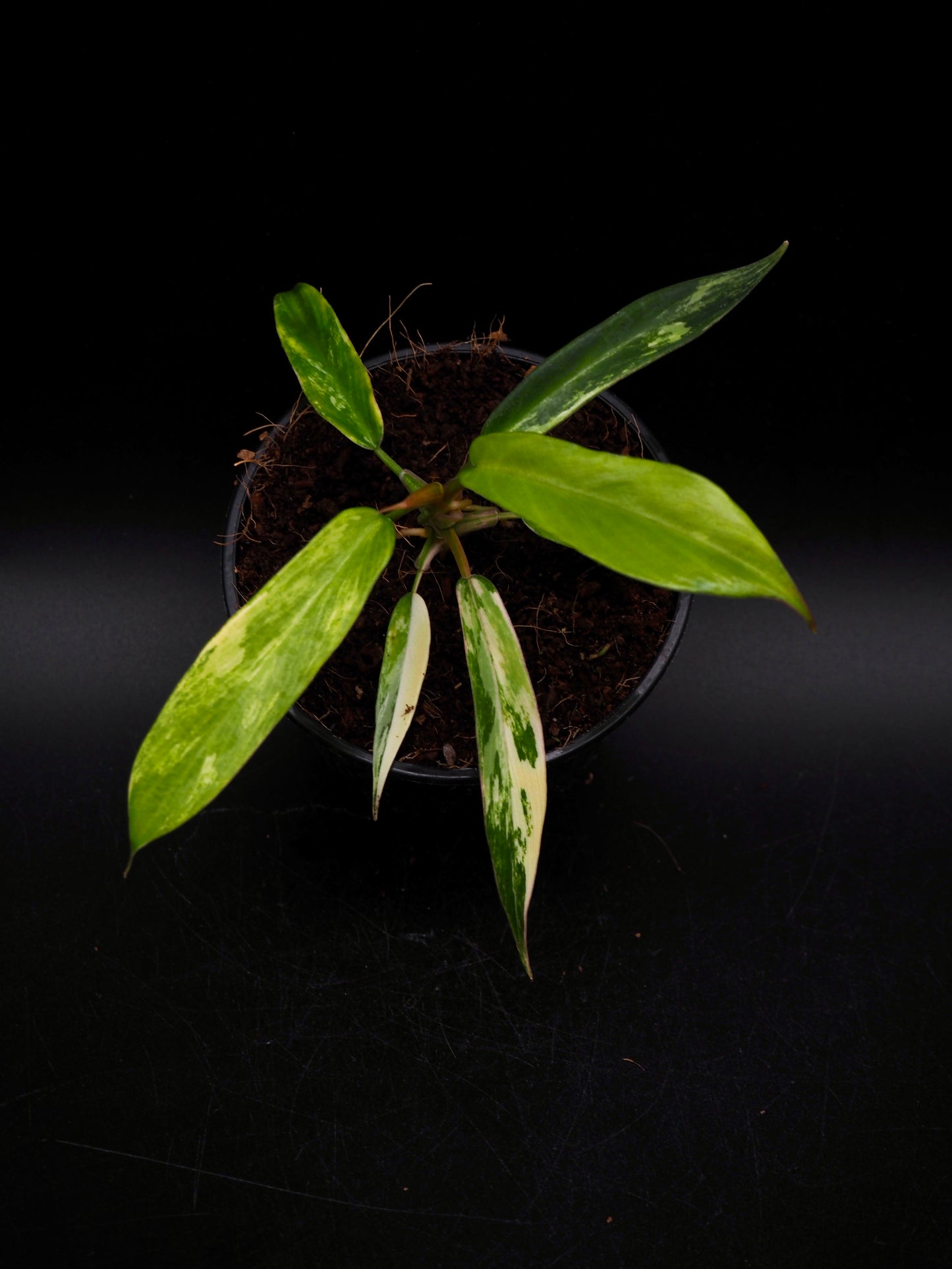Philodendron Florida Beauty X Tortum