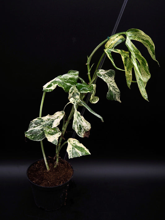 Amydrium variégata
