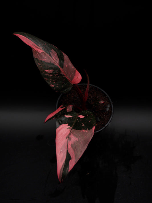 Philodendron Pink Princess Galaxy