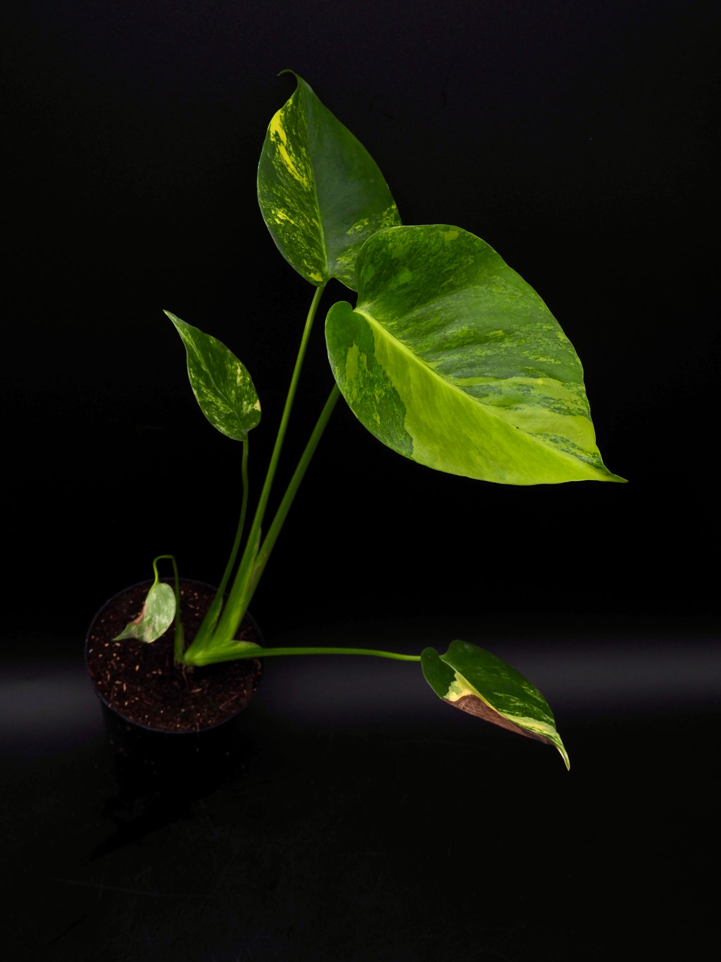 Monstera Yellow Marylin