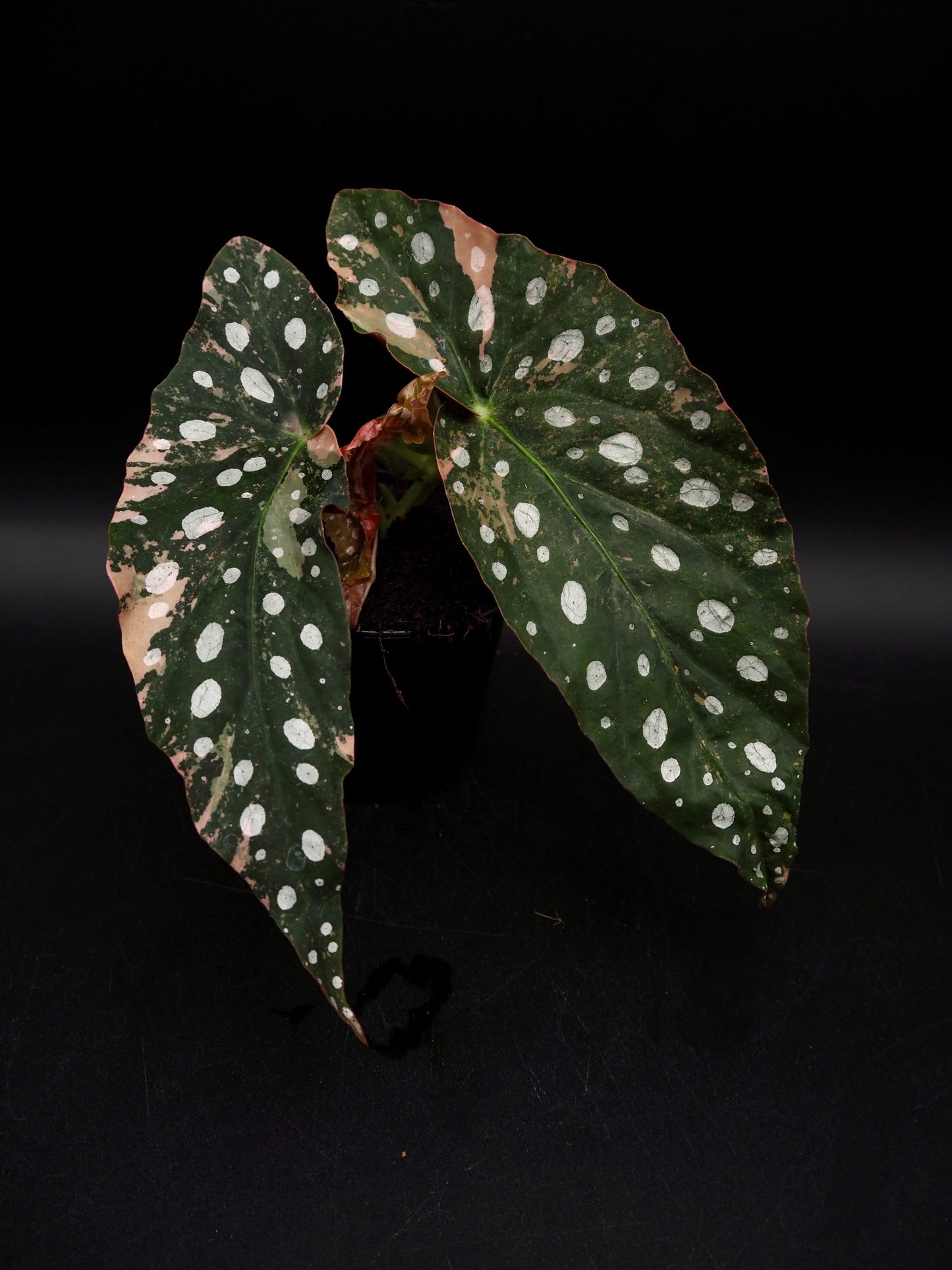 Begonia Maculata Pink Variegata