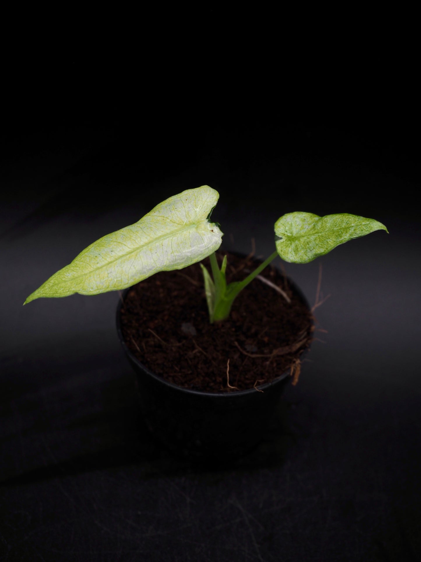 Alocasia Frydek Mint