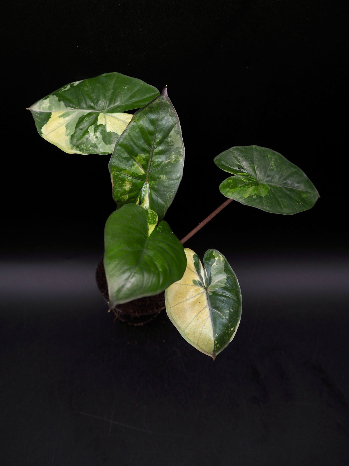 Alocasia Yucatan Princess Pink