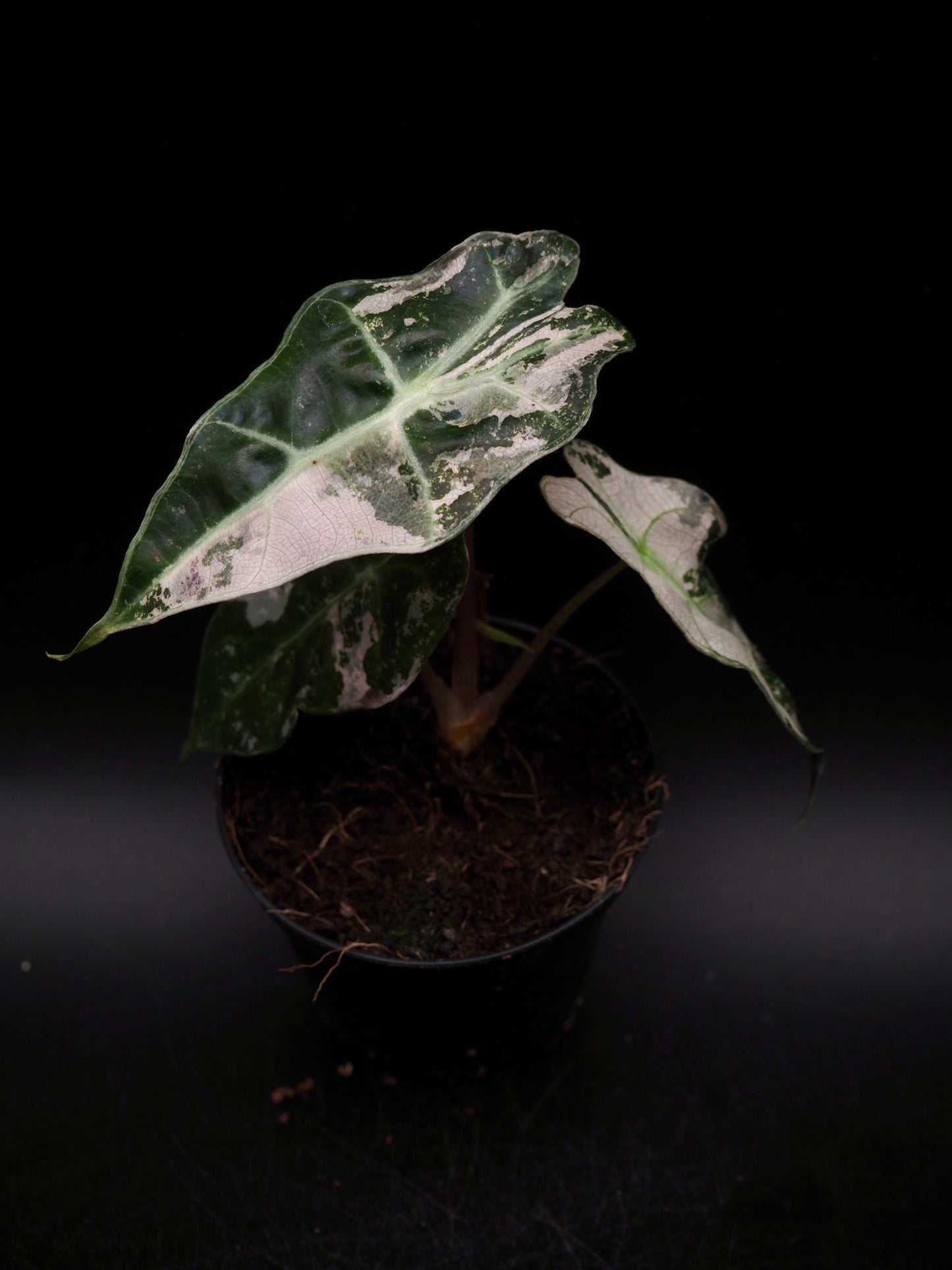 Alocasia Polly Rose Variegata