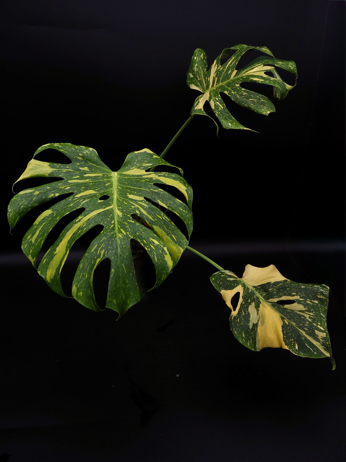 Monstera Deliciosa Electrolyte