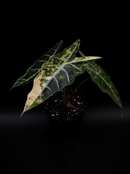 Alocasia Sanderiana Bull Aurea