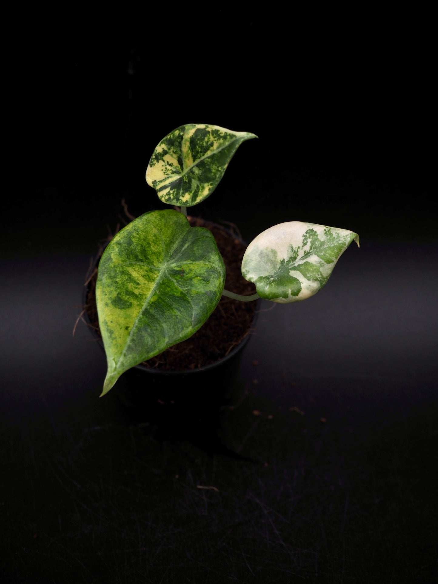 Alocasia Maharani Aurea