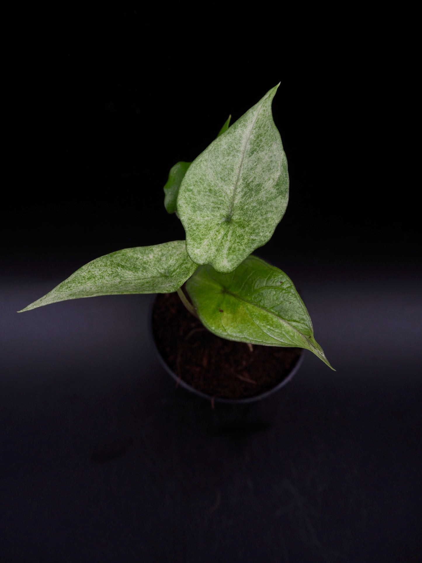 Alocasia Scalprum Mint
