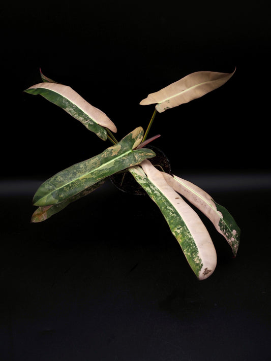 Philodendron Atabapoense Pink