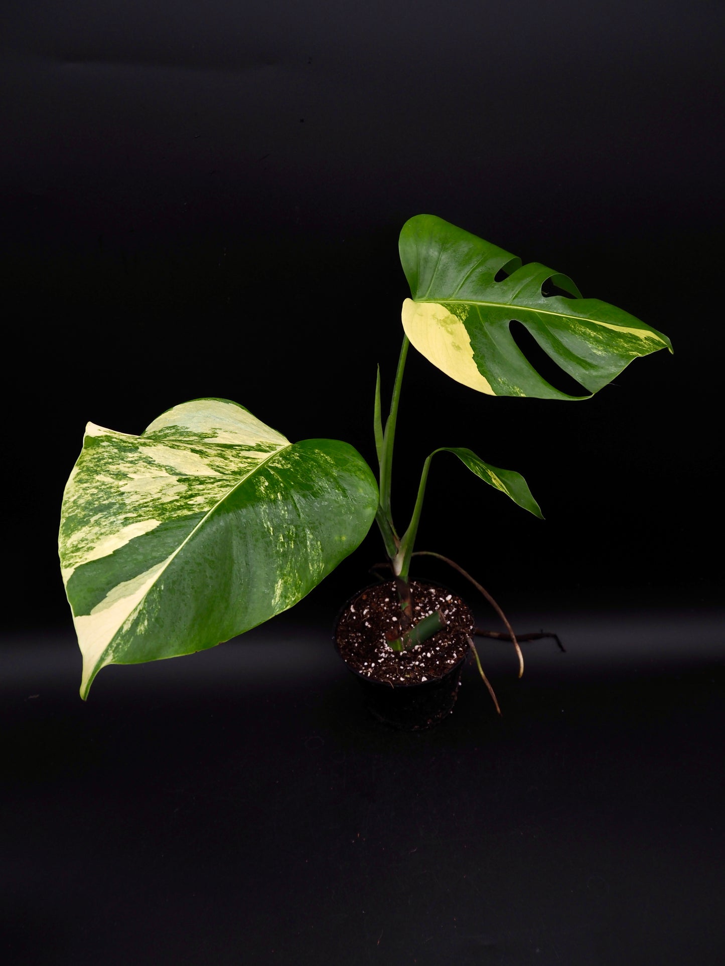 Monstera Borsigiana Aurea Variegata