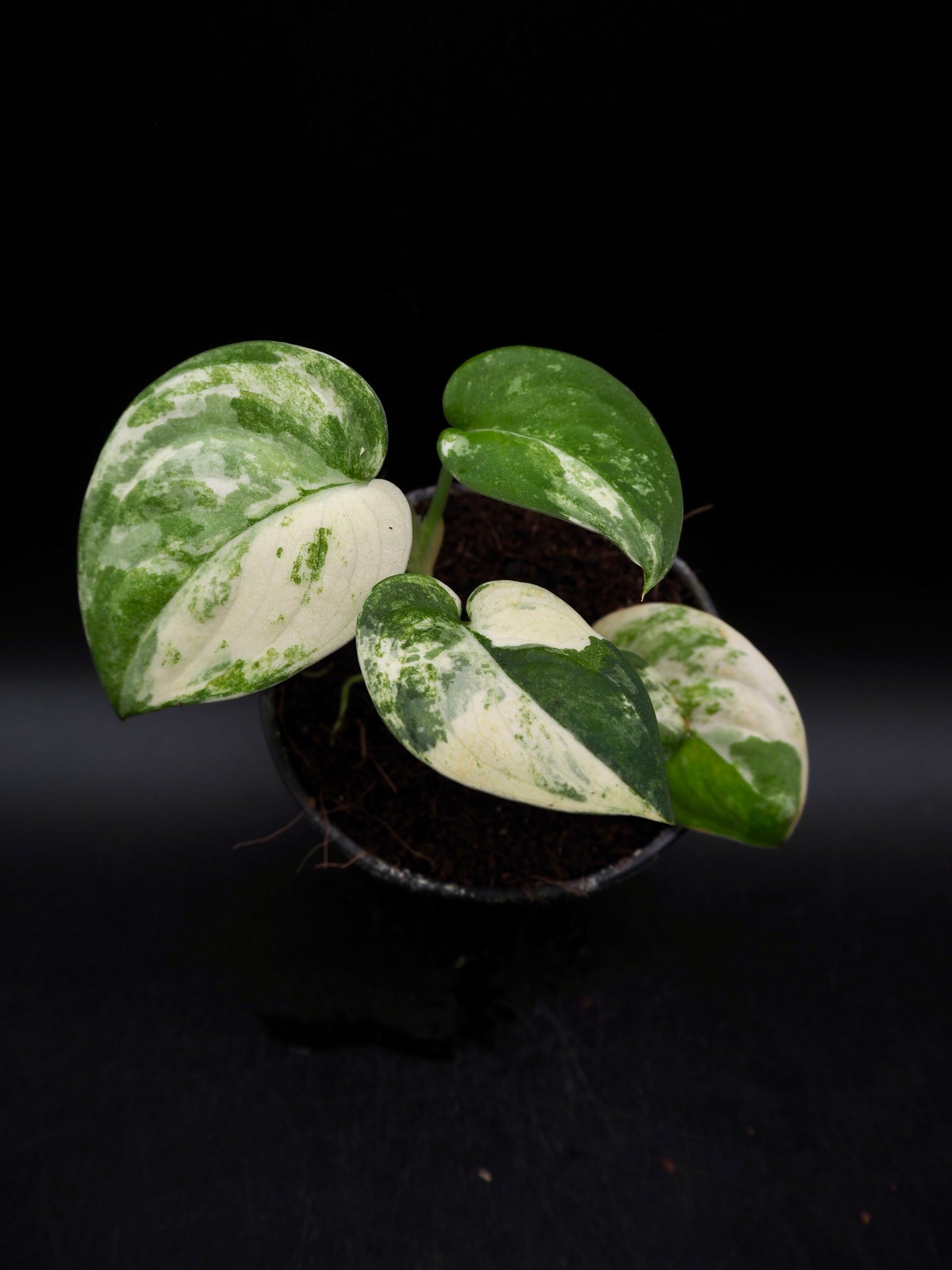 Scindapsus Jade Satin Marble