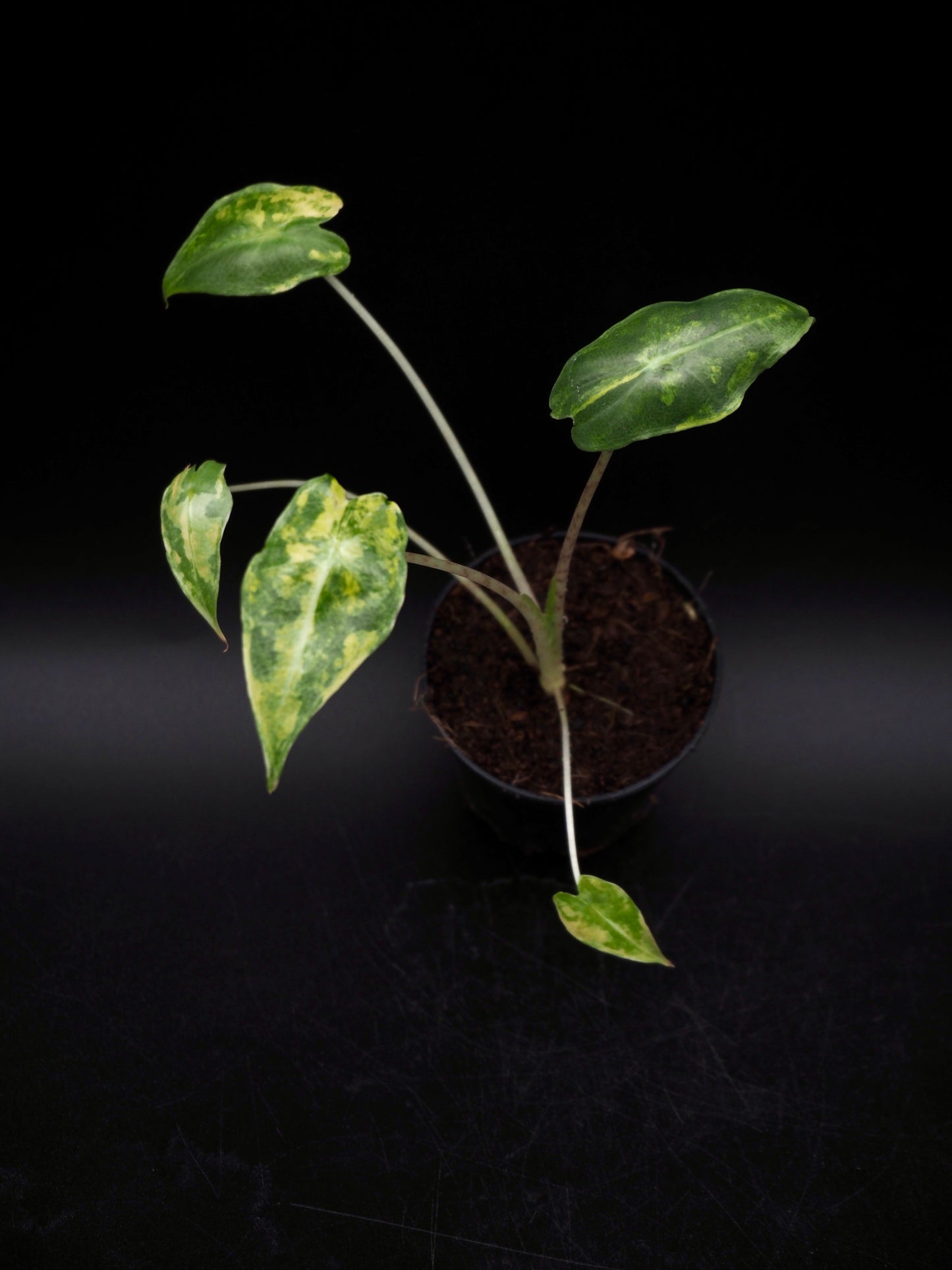 Alocasia Sarian Aurea