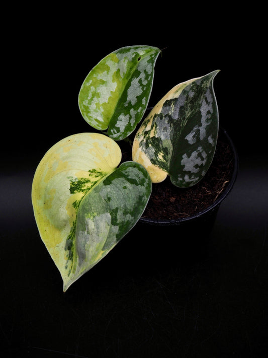 Scindapsus Geulis Variegata