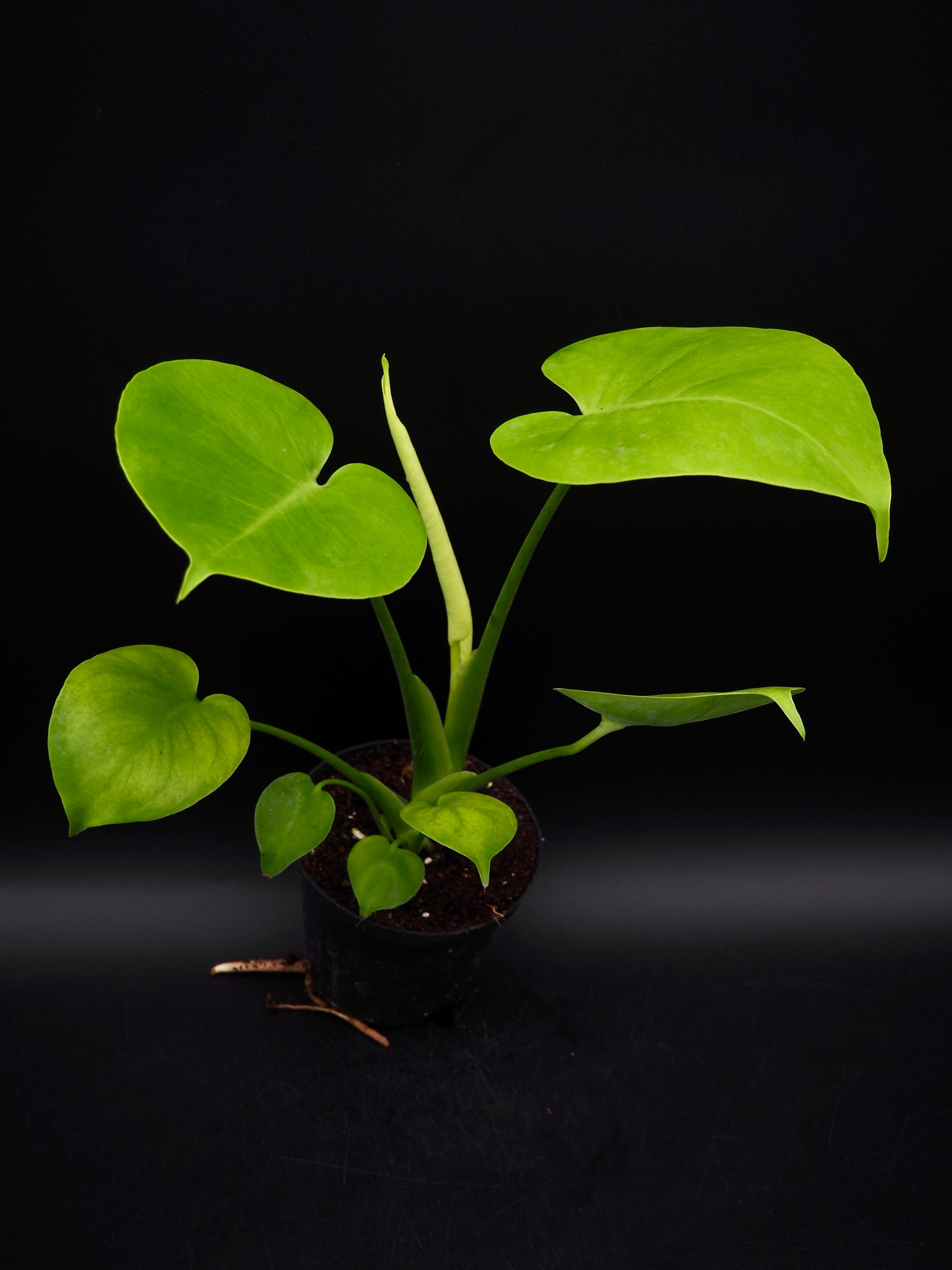 モンステラ・ポトス Monstera Deliciosa Lemon Lime Monstera Lemon Lime – Jolaplants