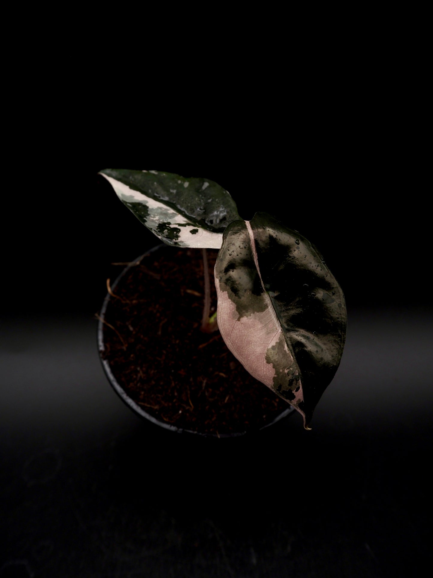 Alocasia Chantrieri Pink