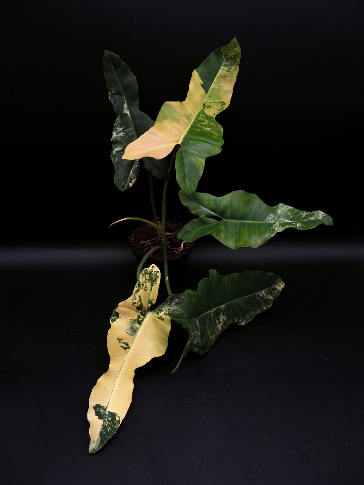 Philodendron Brown Beauty Black Billie X Flobe