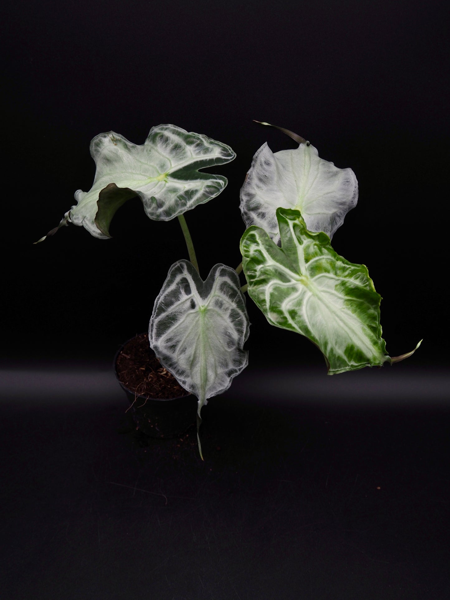 Venin d'Alocasia