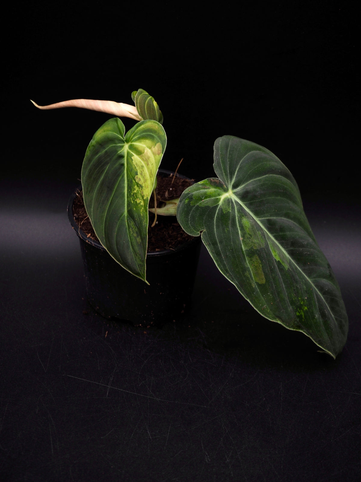 Philodendron Melanochrysum Variegata