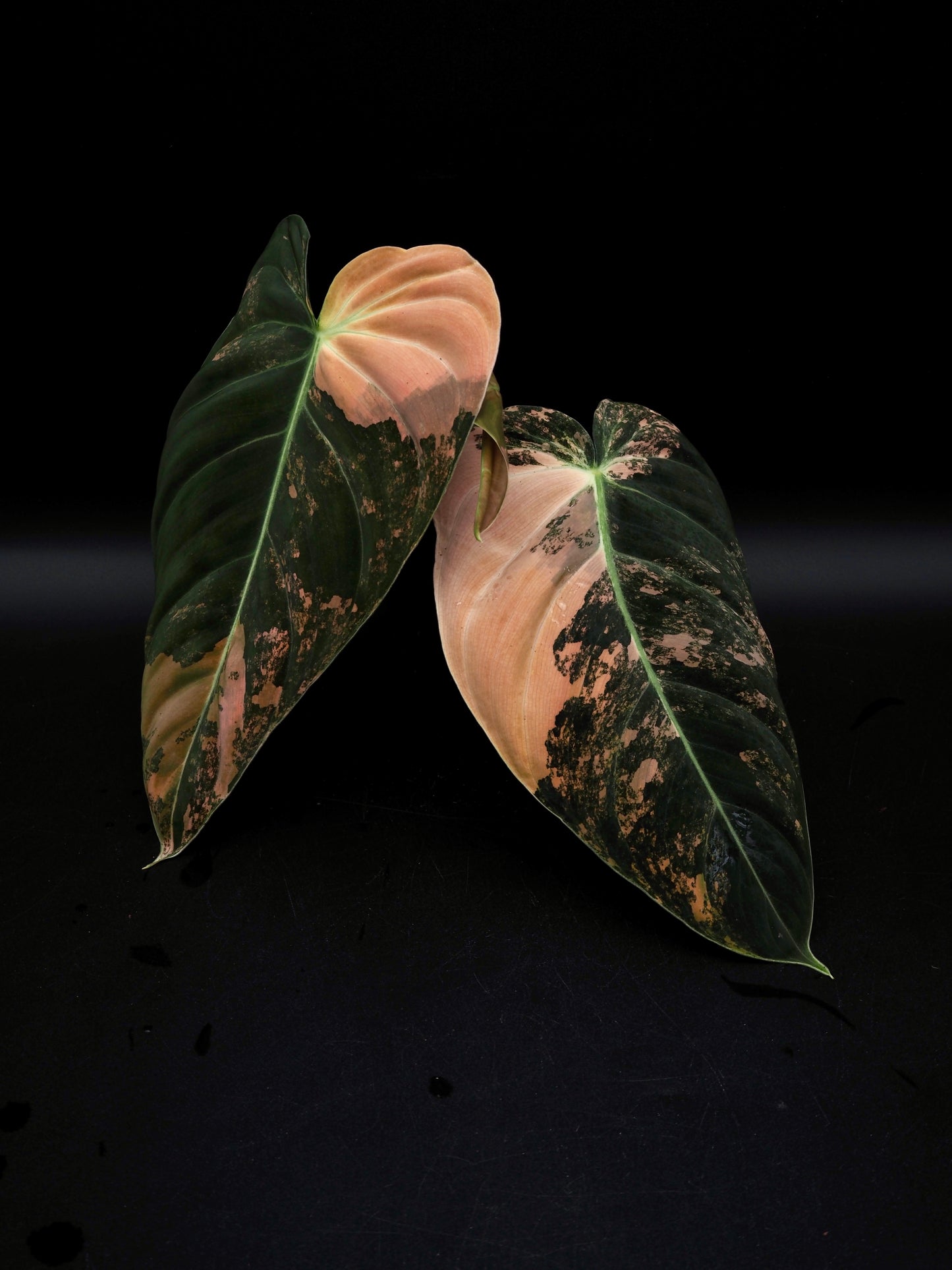 Philodendron Melanochrysum Bonfire