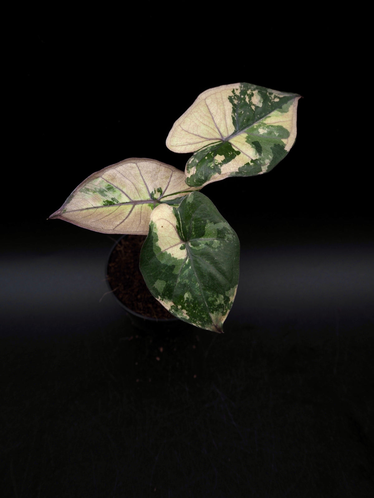 Alocasia Yucatan Princess Pink