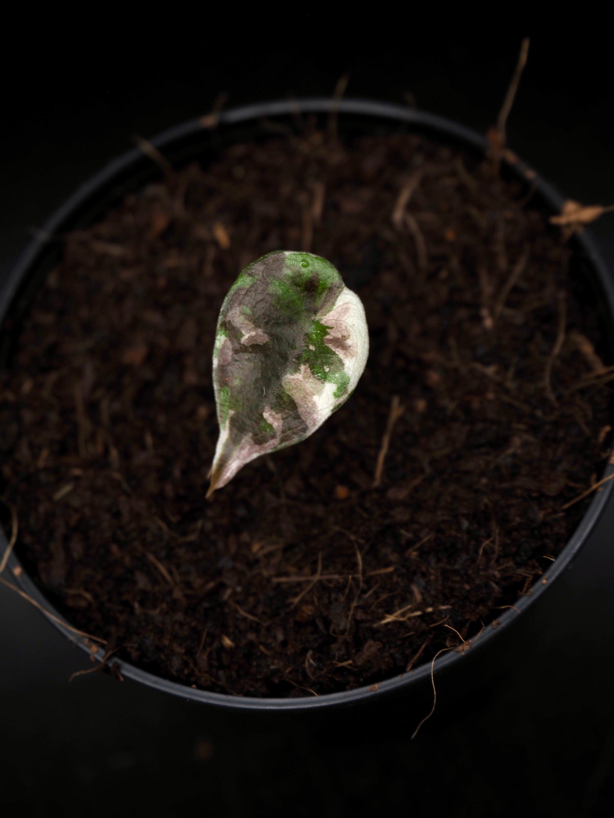 Alocasia Cuprea Nom Yen