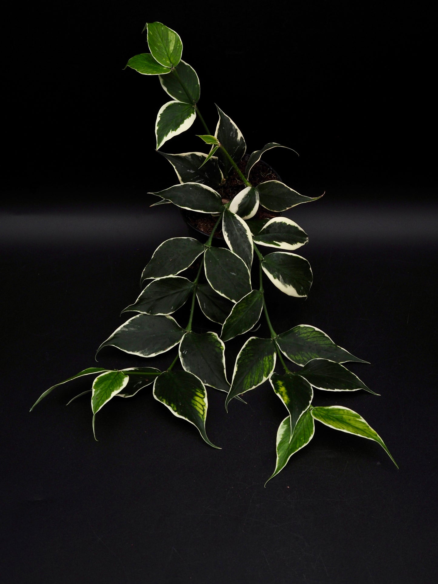 Hoya Polyneura Variegata