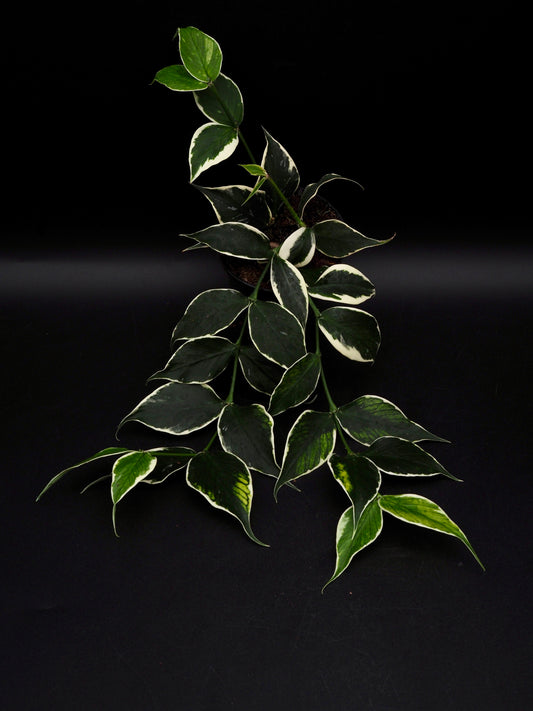 Hoya Polyneura Variegata